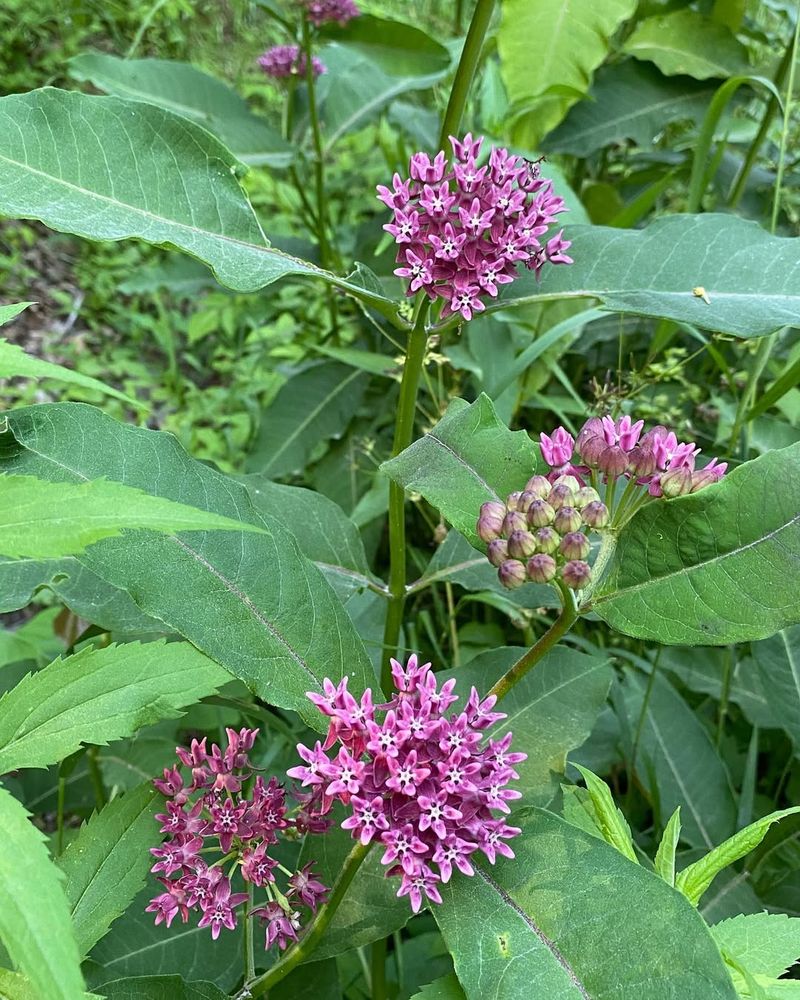 Milkweed