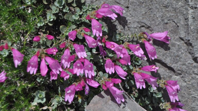 penstemon