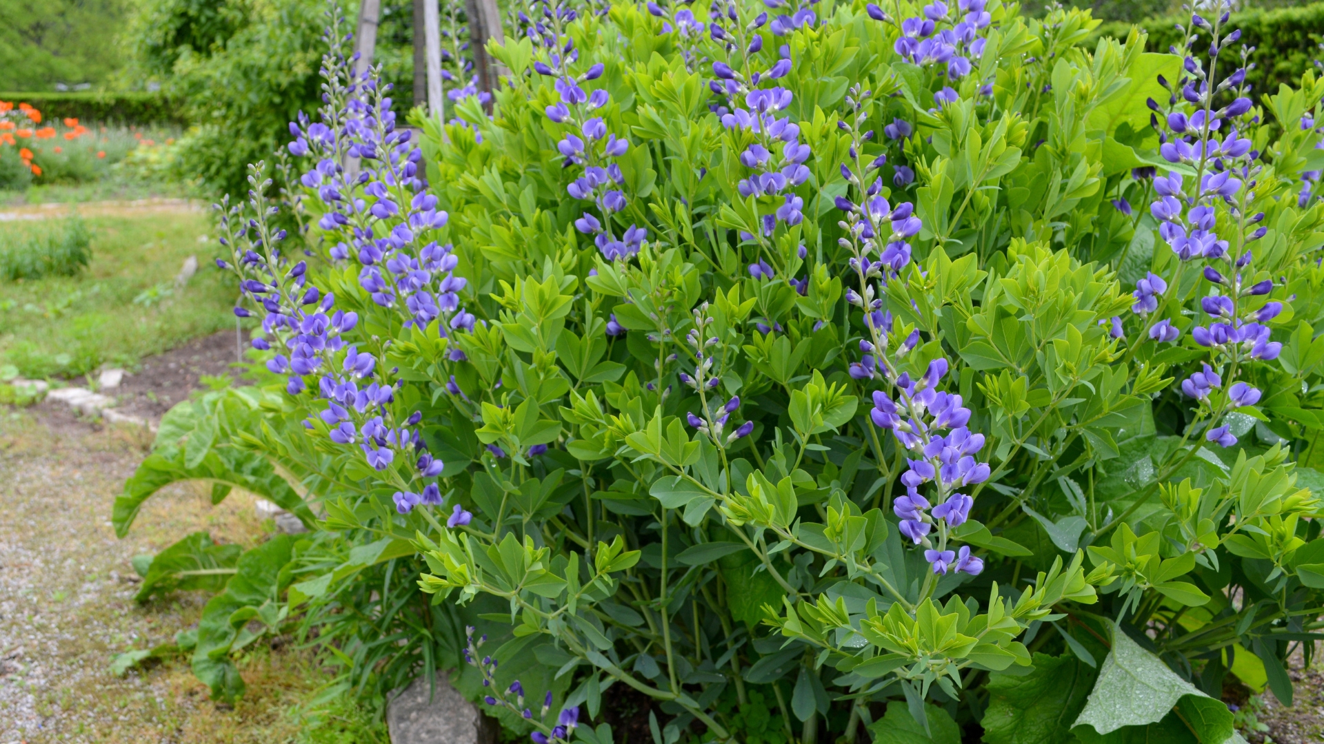 baptisia