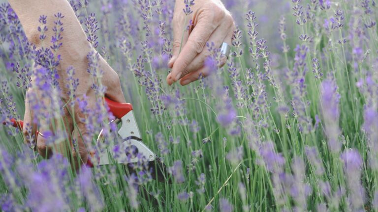 pruning lavender