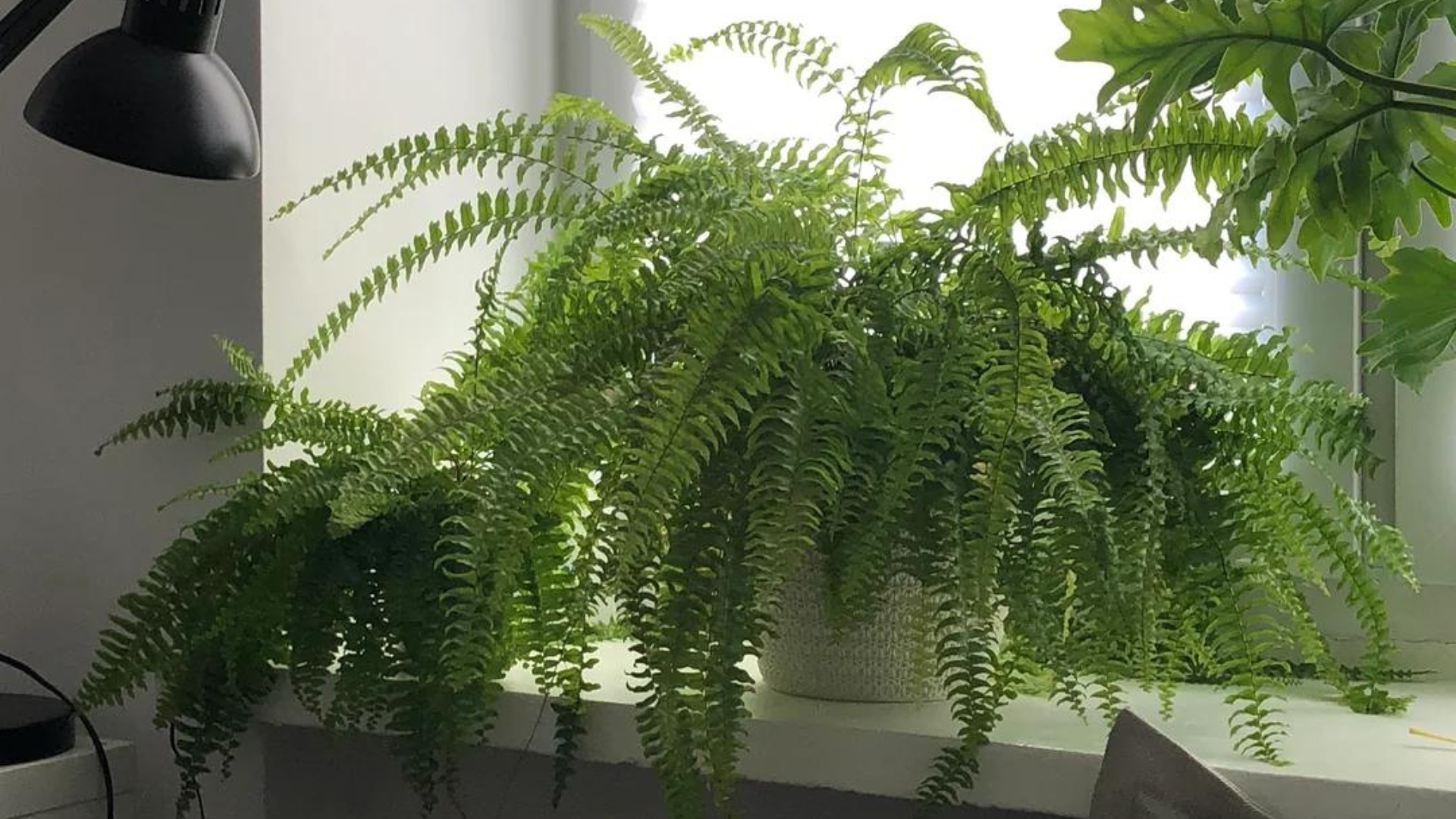 ferns