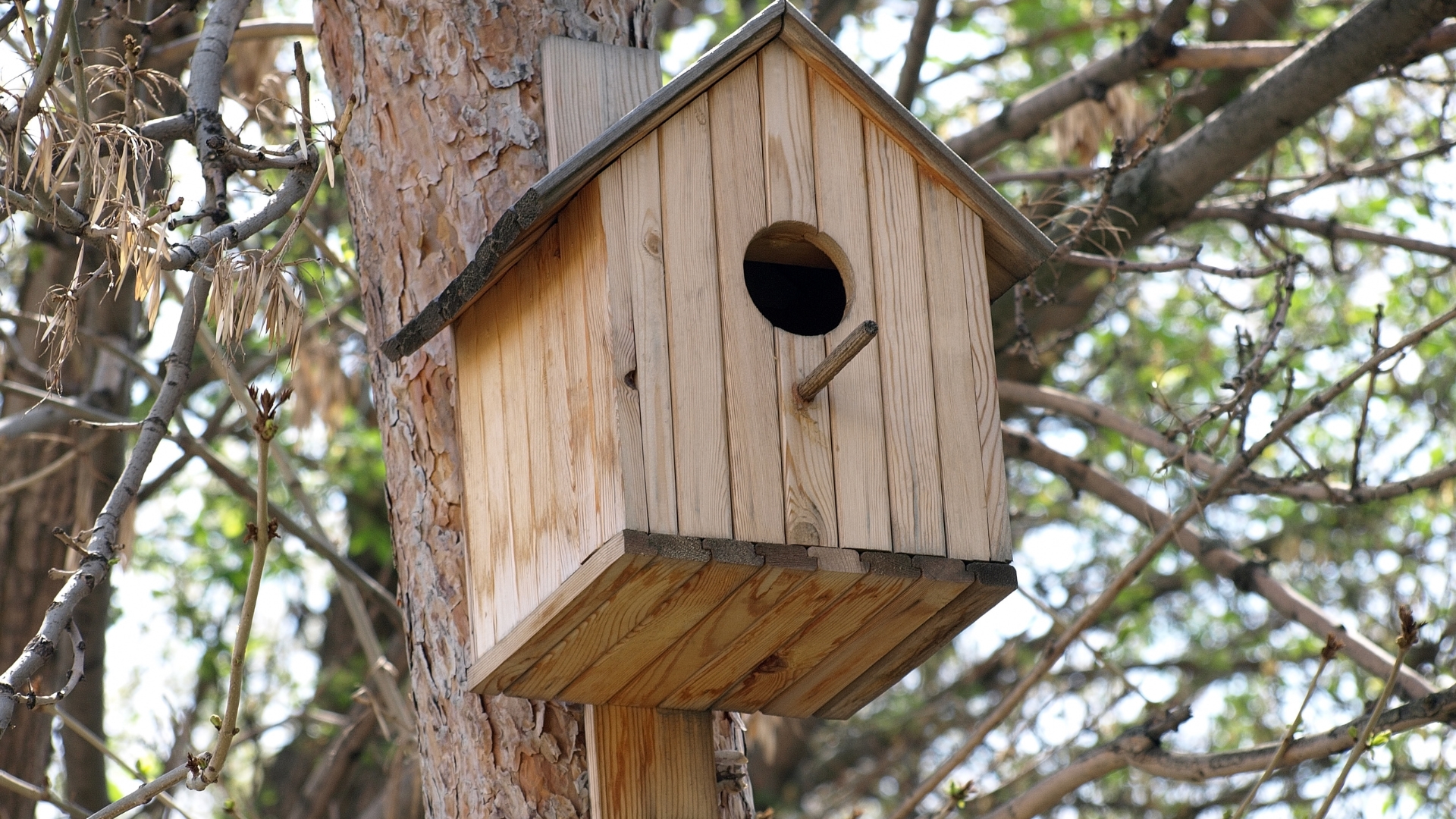 20 Reasons Birds Aren’t Using Your Birdhouse (And How To Make It Their New Favorite Spot)