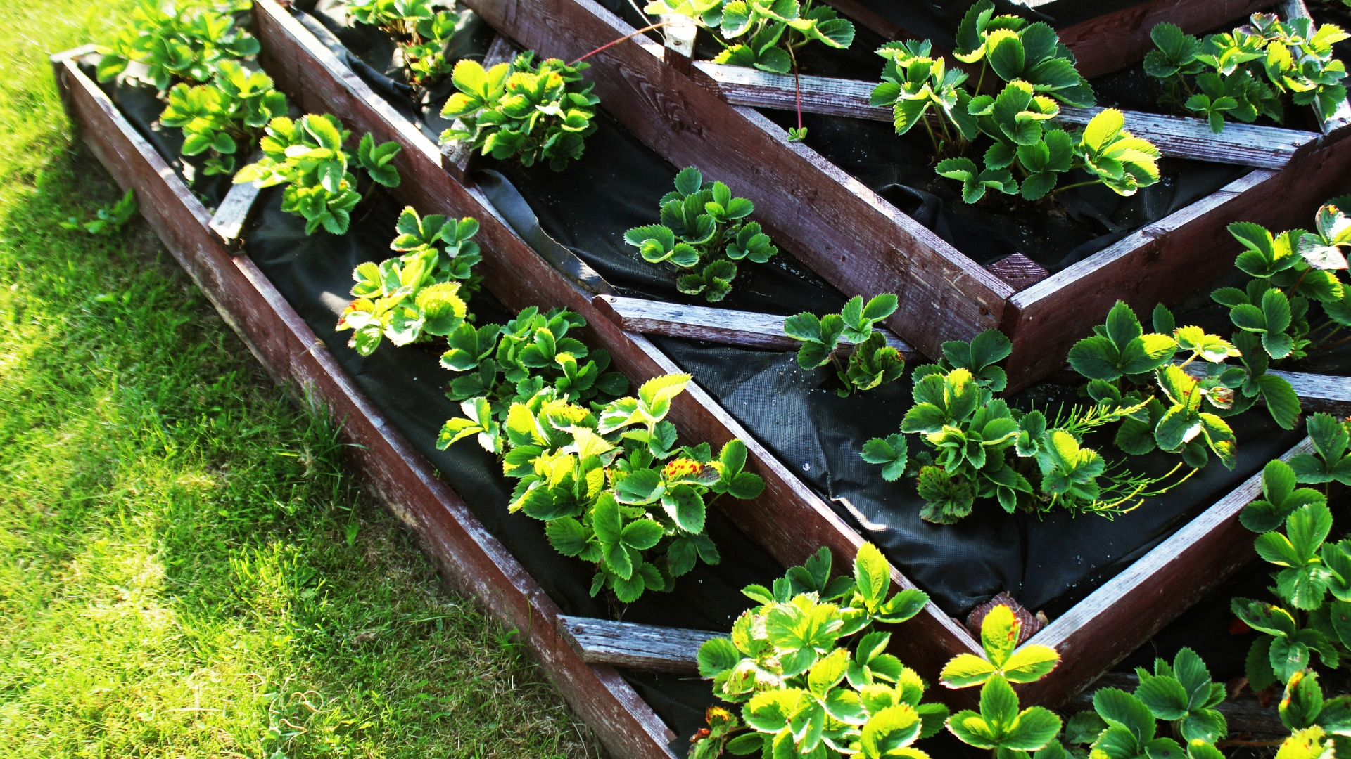 plants growing in raised beds