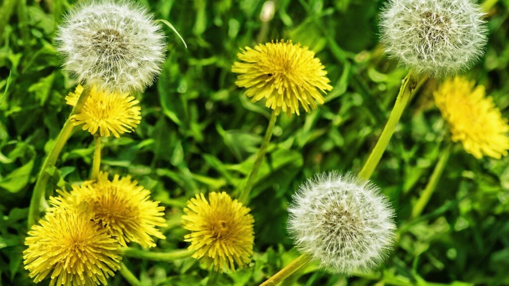 20 Reasons Why Dandelions Belong In Your Yard (And Why They're More ...