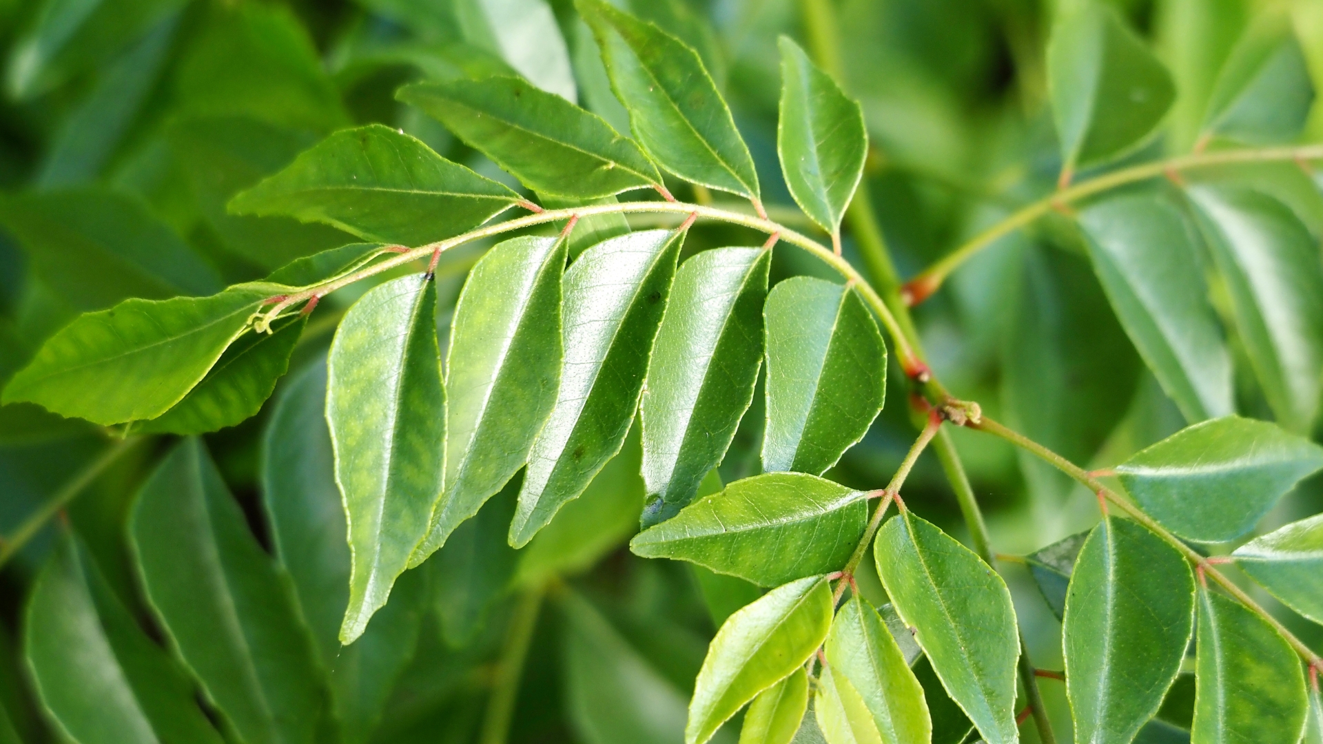 curry leaf plant