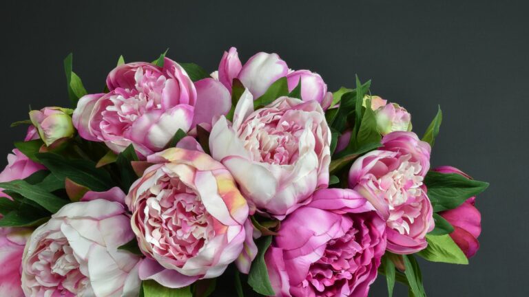 pink peonies