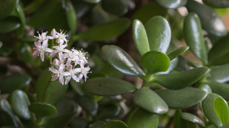 flowering jade plant