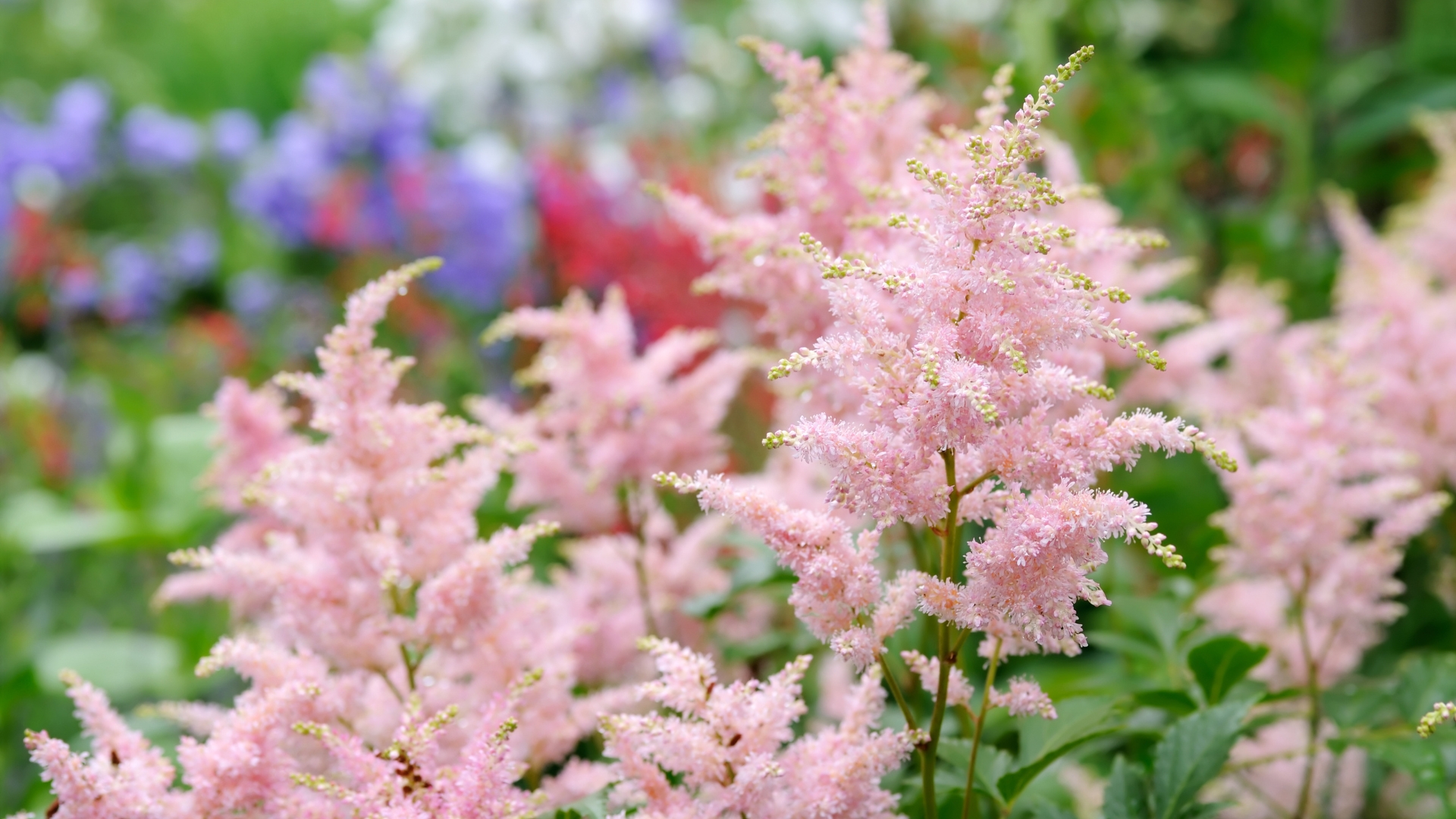 20 Shade-Loving Perennials That Will Transform Your Garden (Plus Perfect Picks For Low-Light Areas)