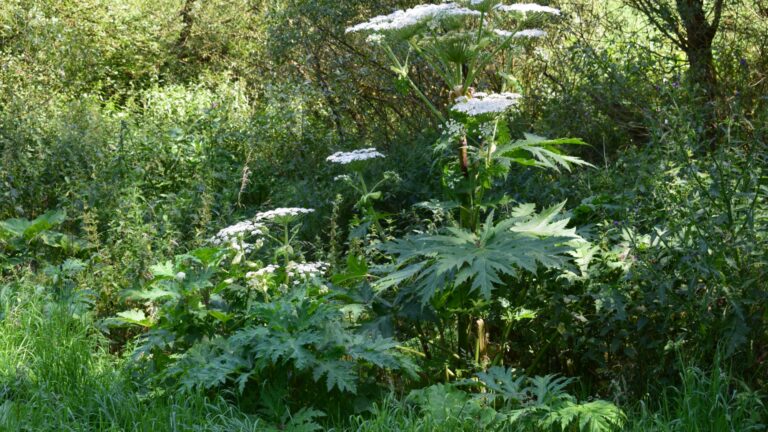 Hogweed