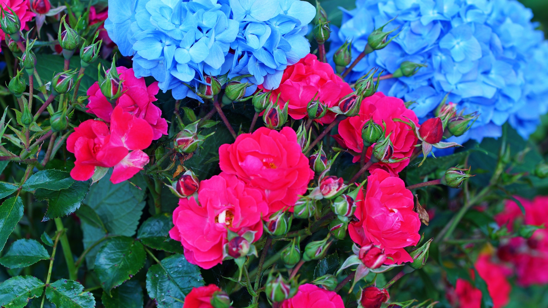 roses and hydrangeas