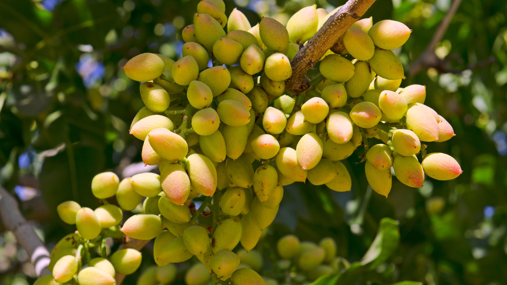 pistachio growing on a tree