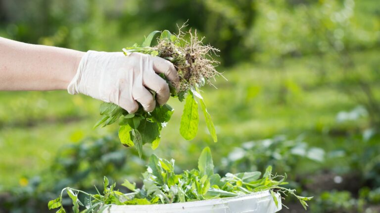 gardener pulling weeds