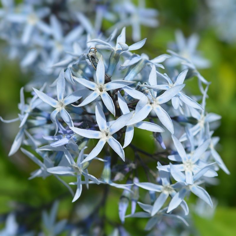 Blue Star (Amsonia)