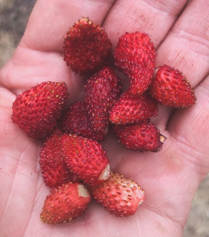 Alpine Strawberry