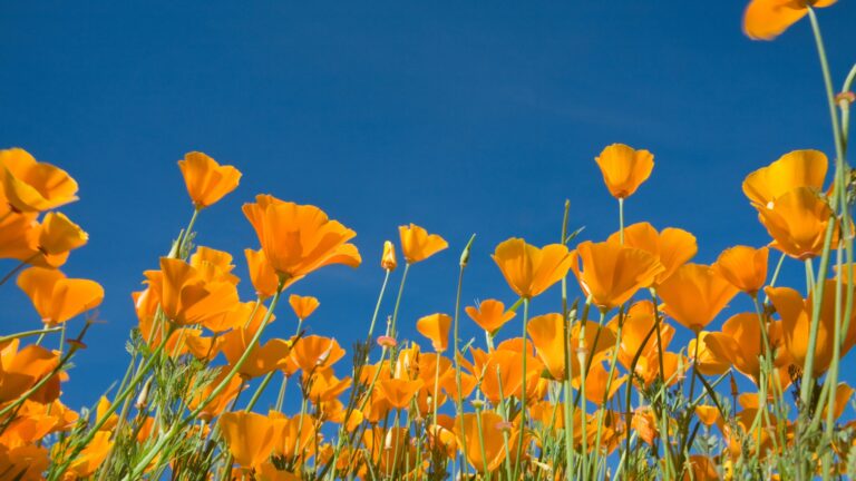 California Poppy