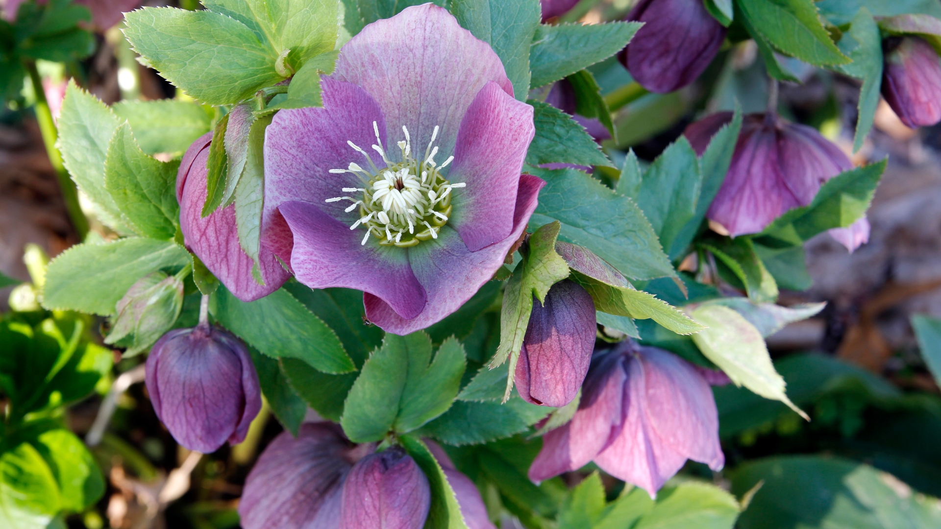 hellebore bloom display