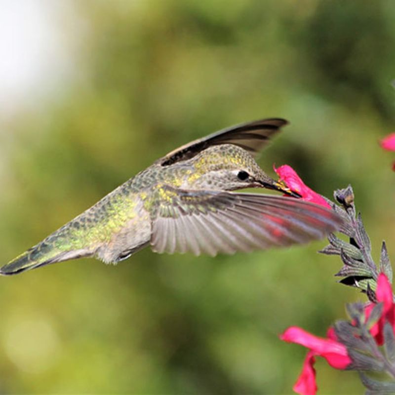 Hummingbird Sage