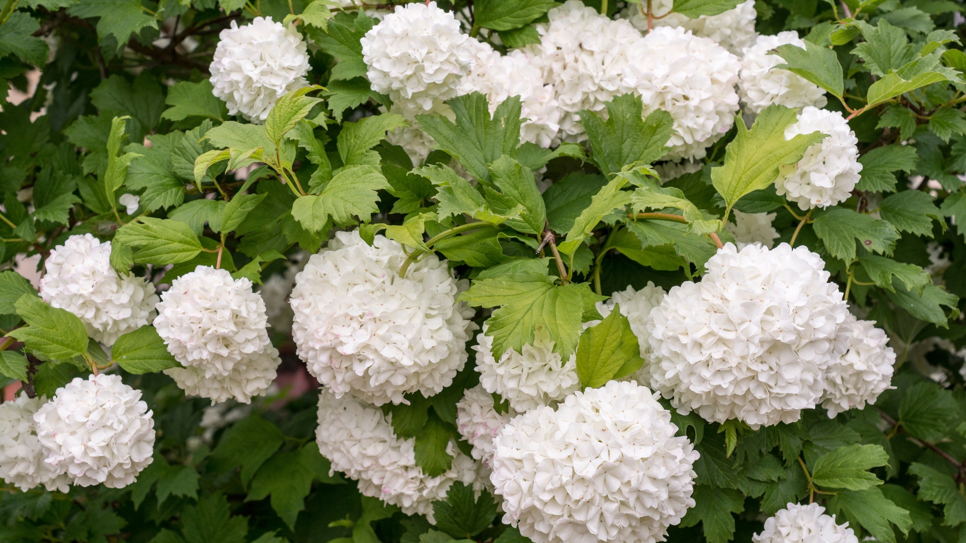 20 Surprising Reasons To Reconsider Planting Viburnum In Your Yard (And Why Its Pretty Flowers Might Not Be Worth It)