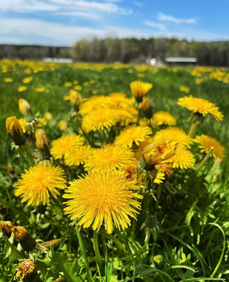 Dandelion