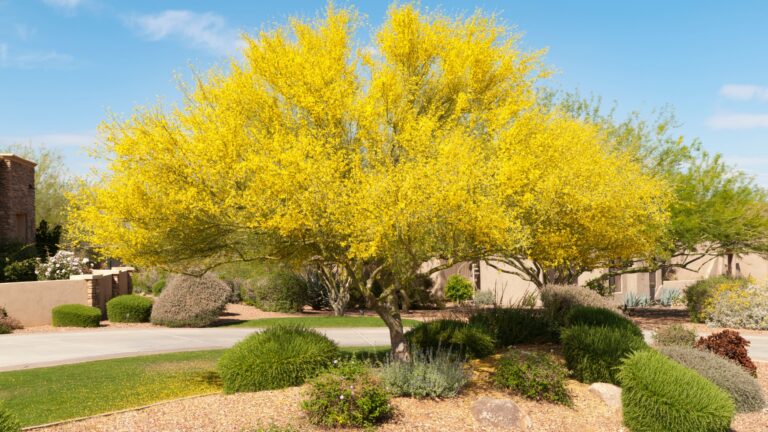 Palo verde in a garden