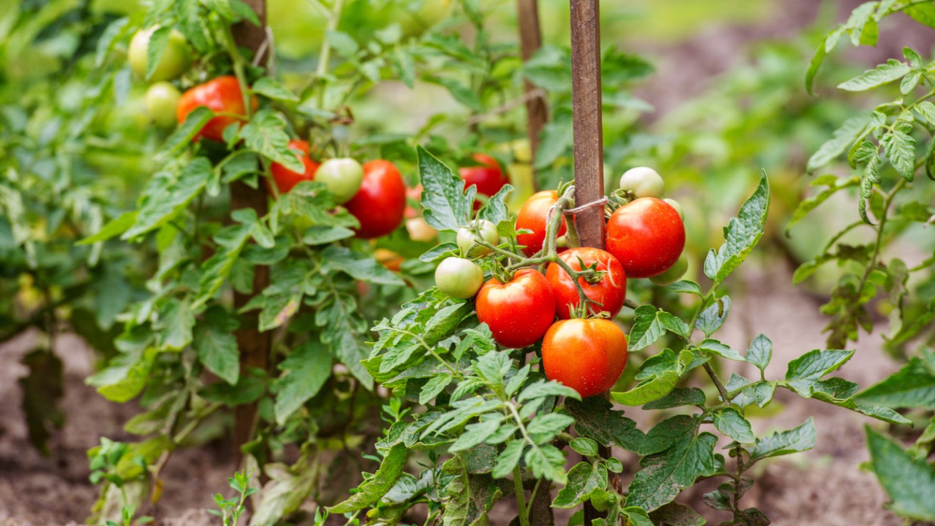 growing tomato plant