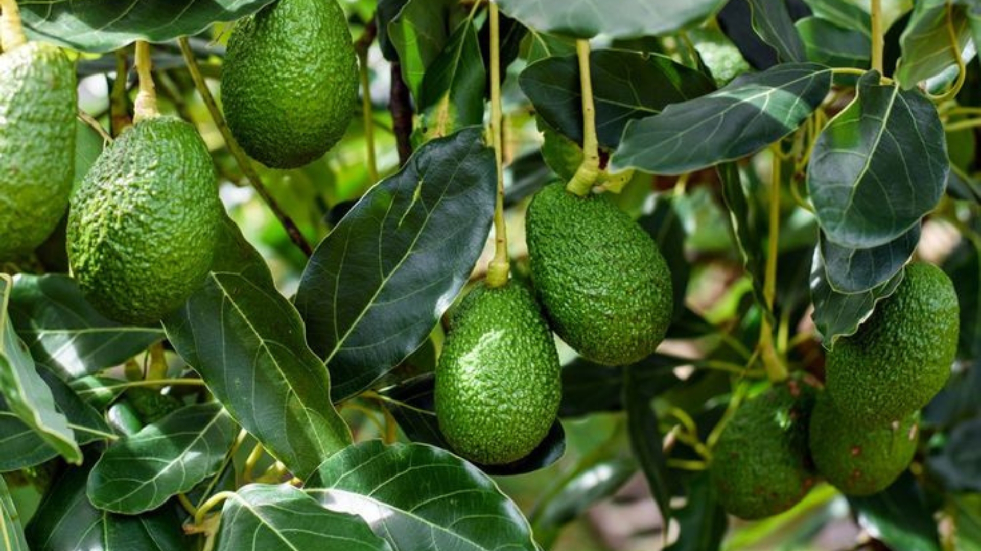 avocado tree