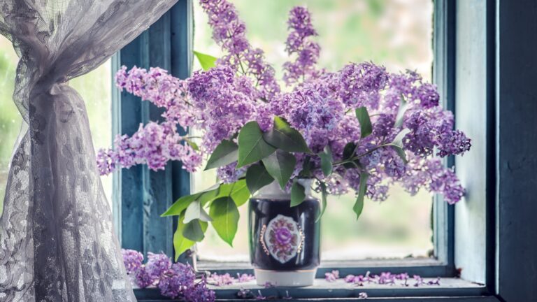 lilacs