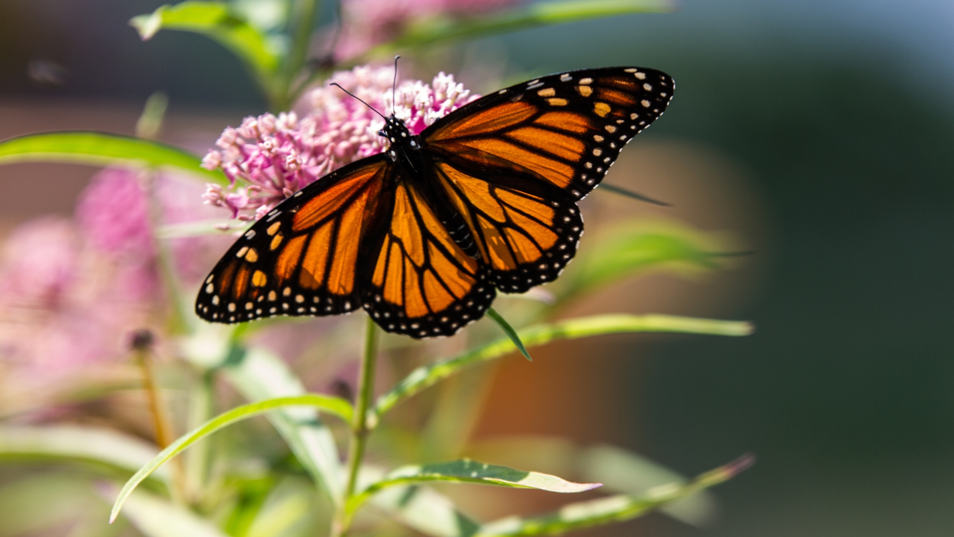 milkweed