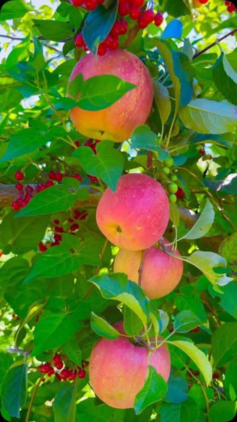 Apple Trees