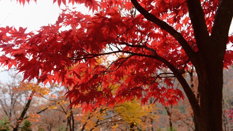 maple tree