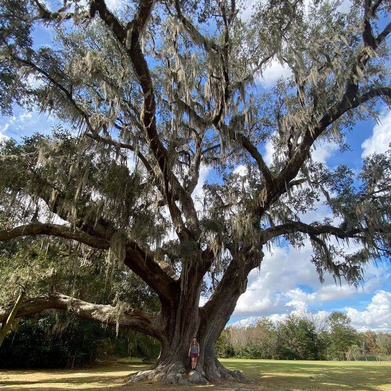 Oak Tree