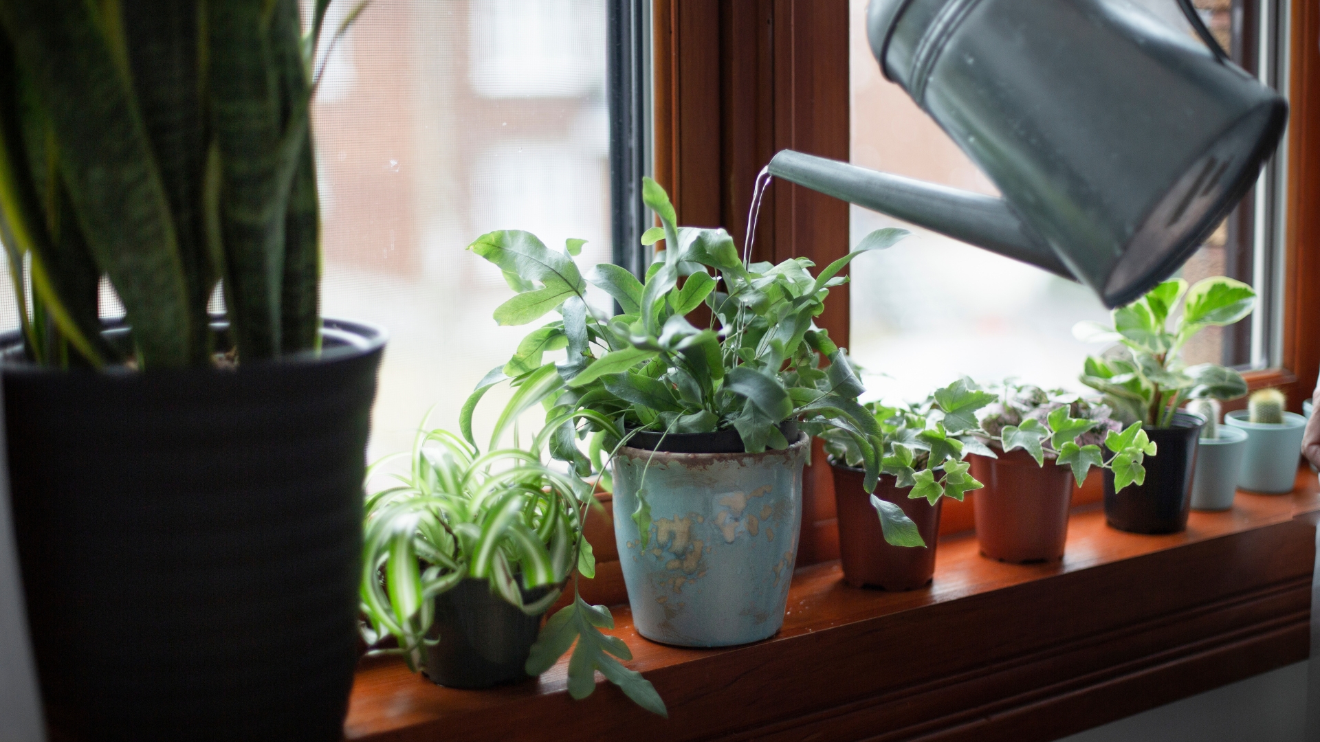 20 Tricks For Growing Fuller Potted Indoor Plants (And Simple Ways To Boost Their Growth)