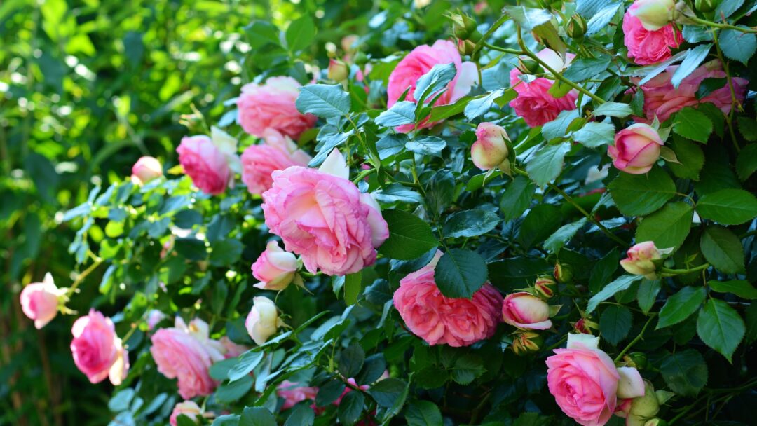 Rose Keep 20 Tricks To Keep Roses Blooming Longer, Even In The Heat (And Easy ...