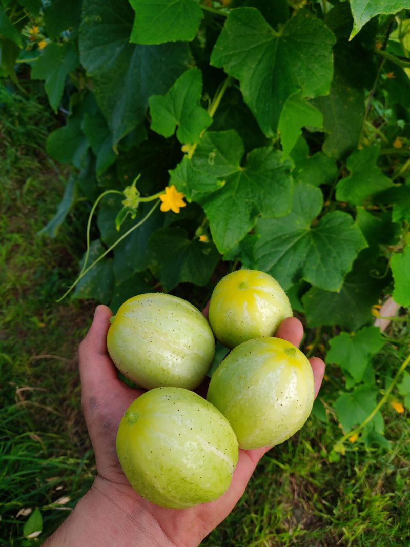 Lemon Cucumber