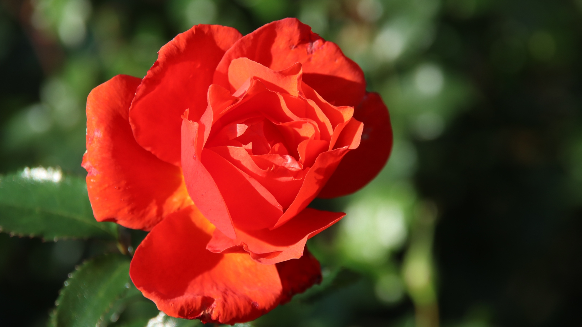 20 Types Of Roses You Can Plant For More Fragrant Flowers (And The Best Tips For Growing Them Right)