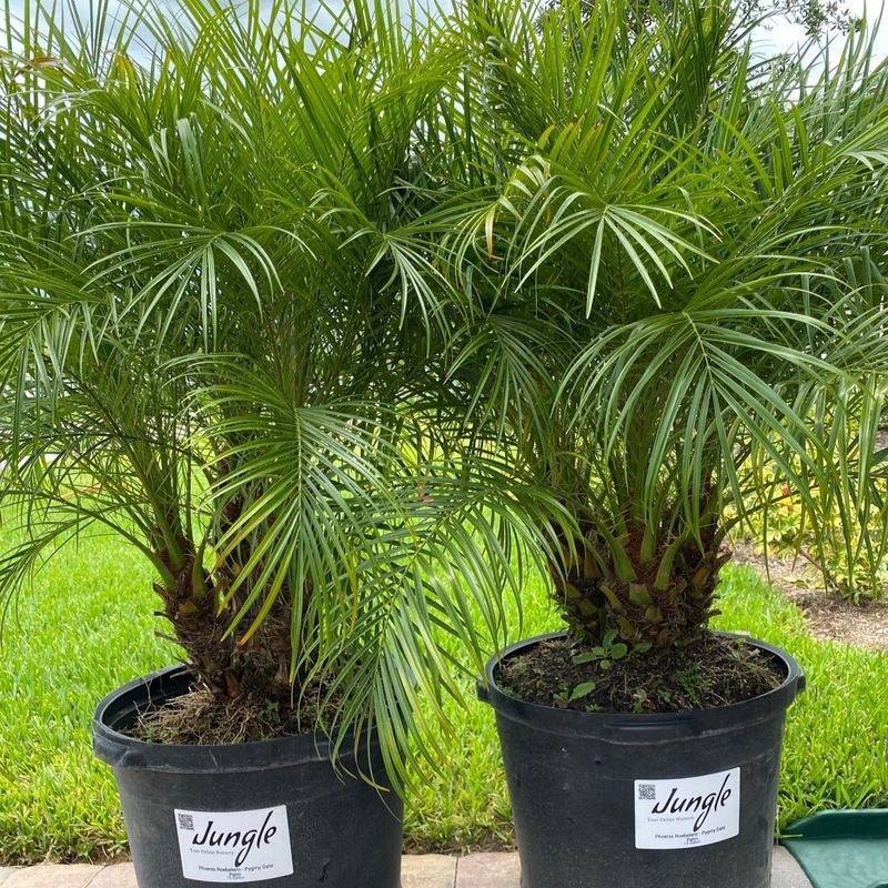 Pygmy Date Palm