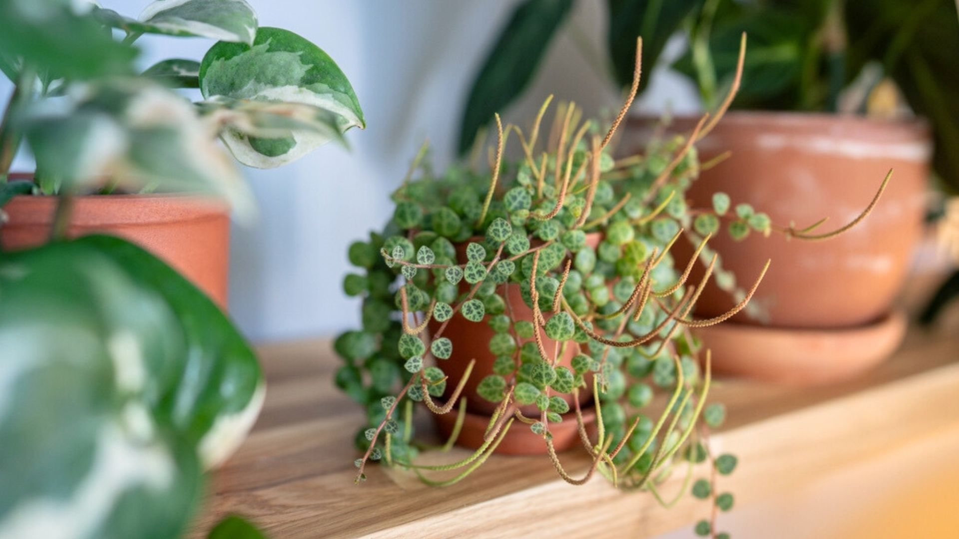 20 Types Of Unique Trailing Plants You Should Grow Indoors (+ 10 That Level Up Any Corner)