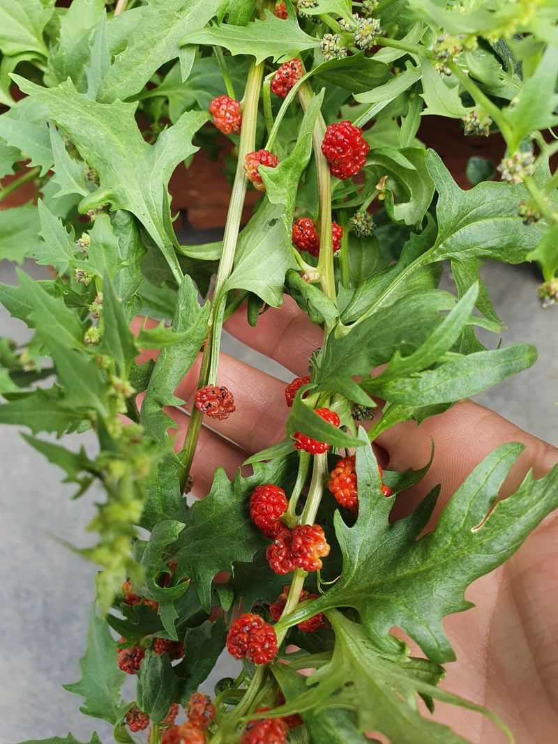 Strawberry Spinach