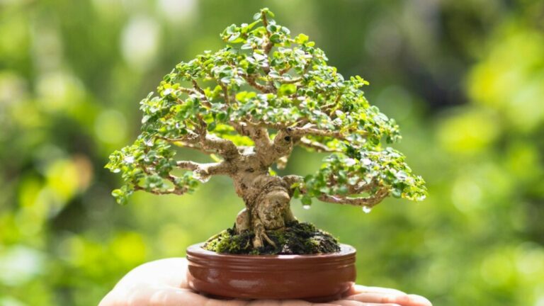 bonsai tree in a pot