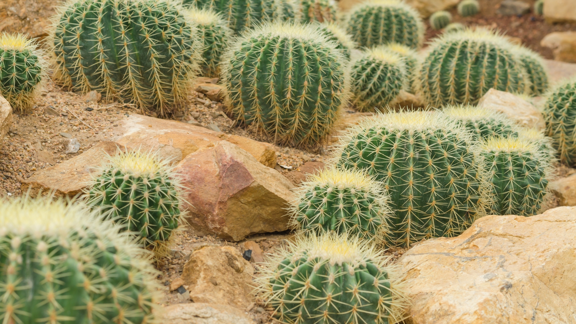 barrel cactus