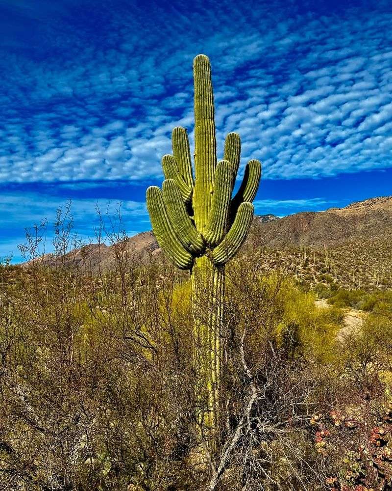 Saguaro Cactus