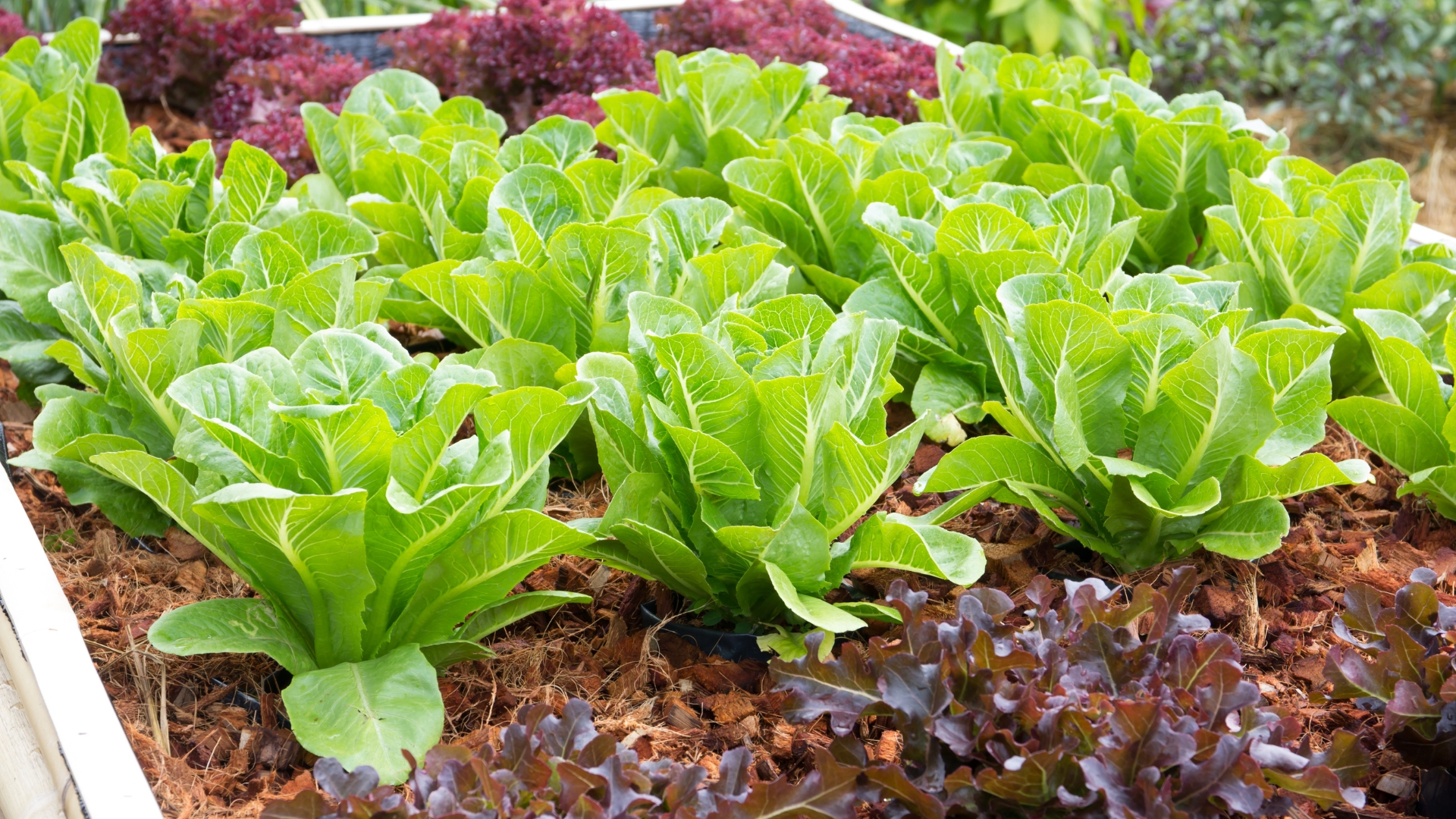 Lettuce in the garden