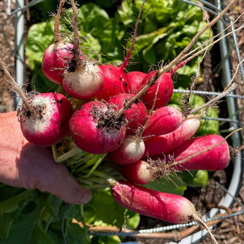 Radishes