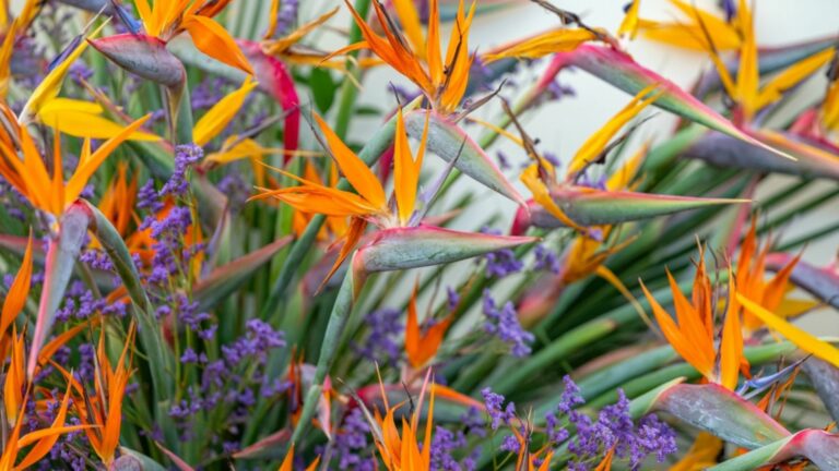 bird of paradise plants