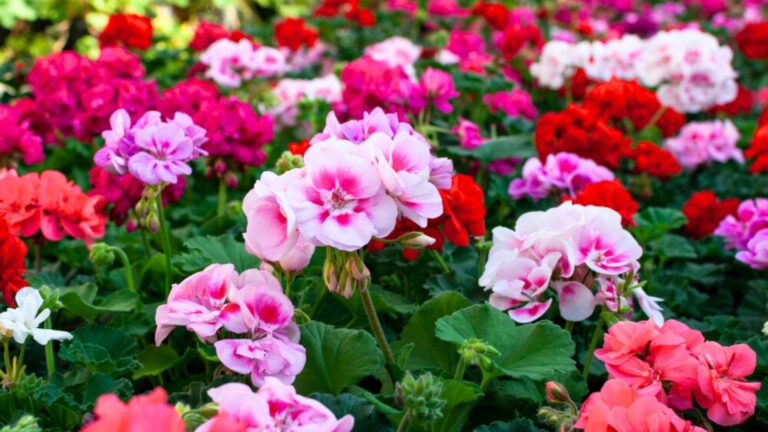 geraniums in garden
