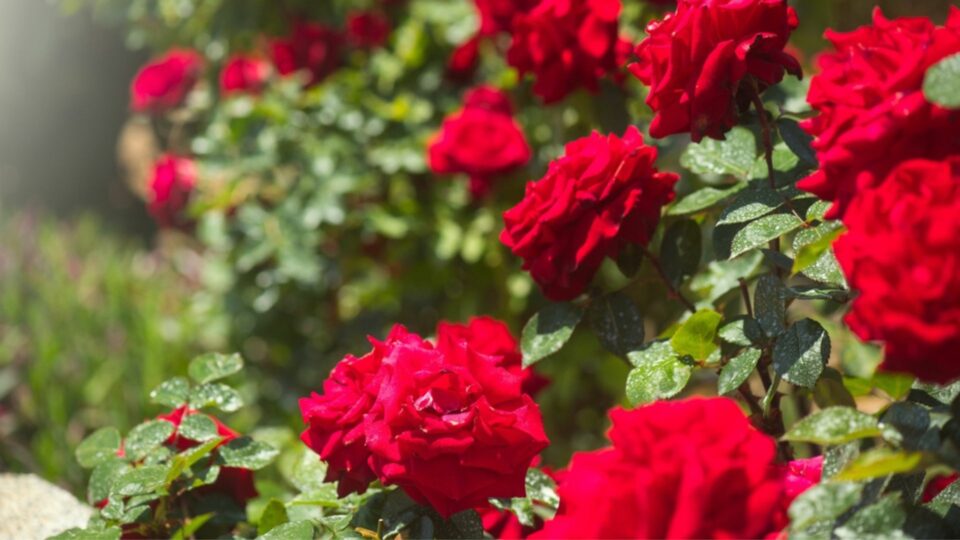 20 Ways To Keep Roses Blooming Longer, Even In The Heat (Plus Extra ...