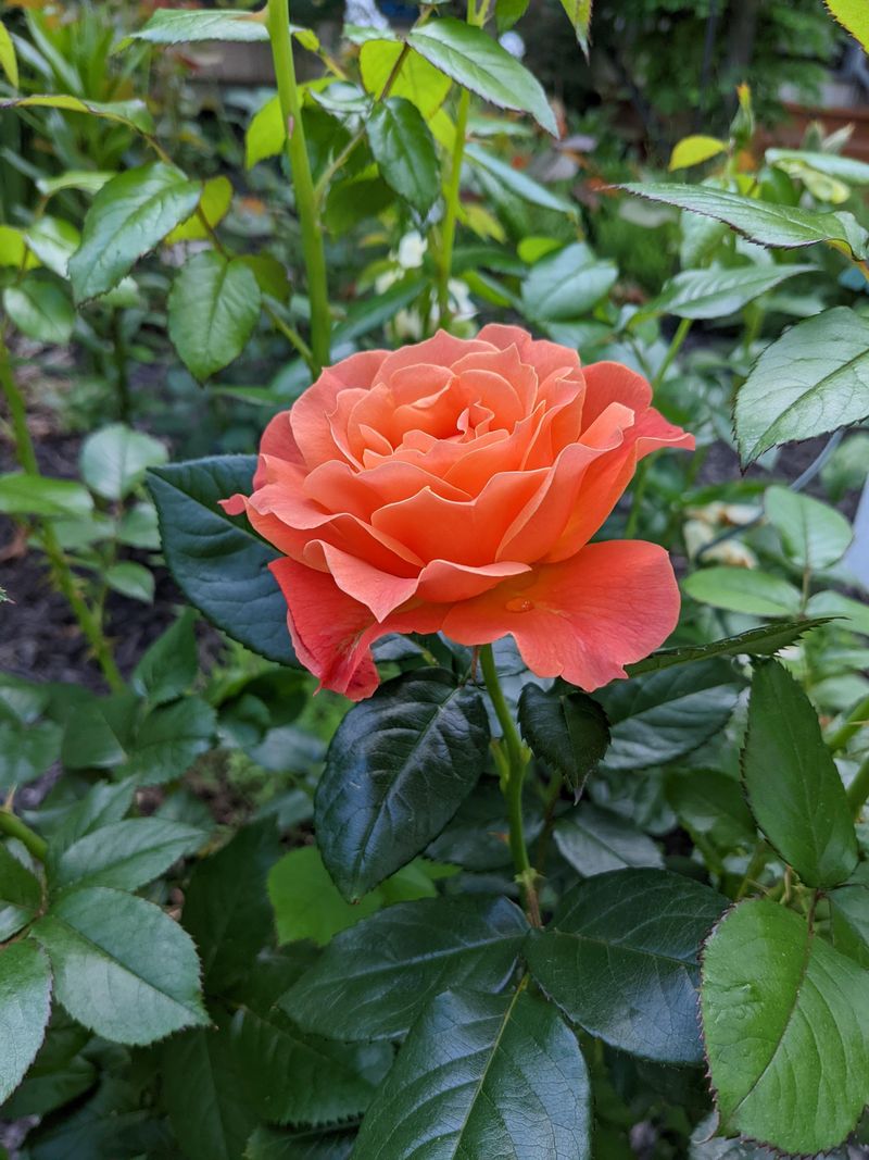 Choose disease-resistant rose varieties