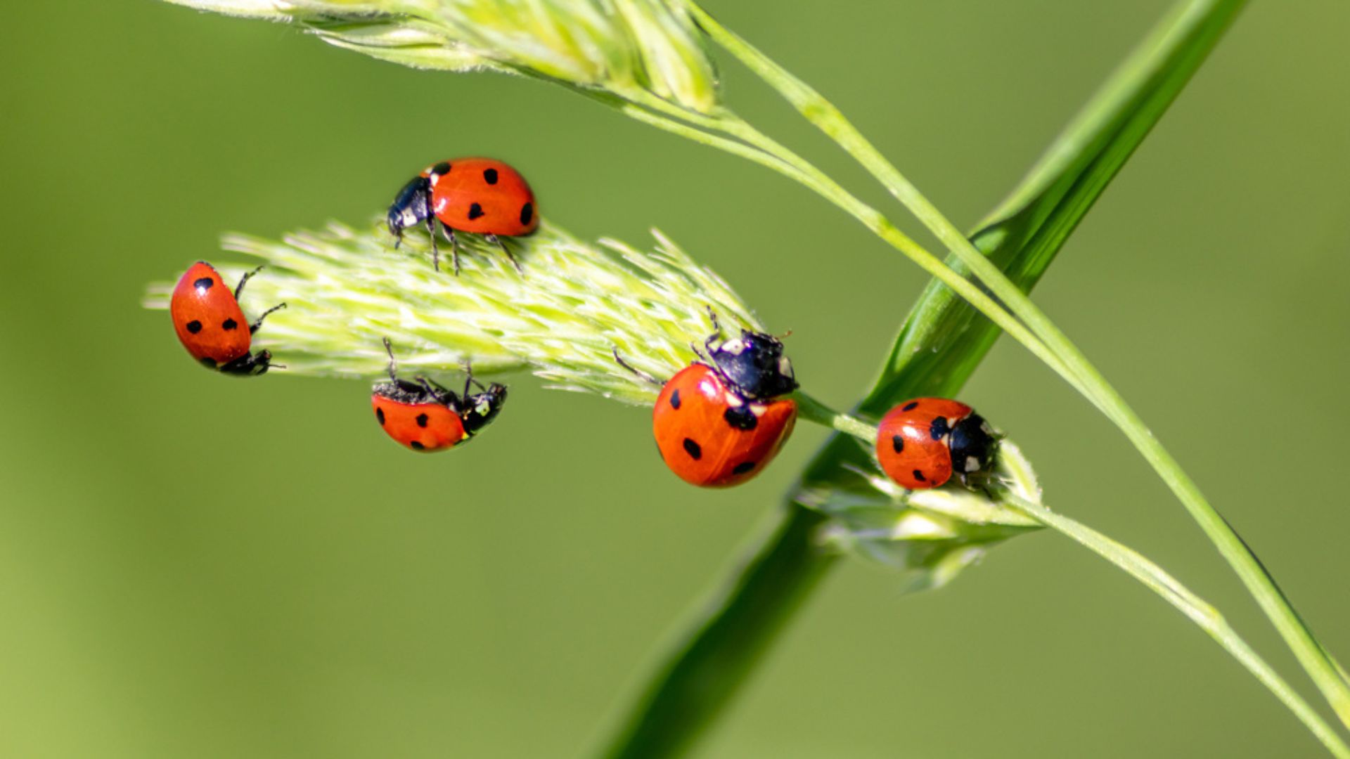 lady bugs on a branch