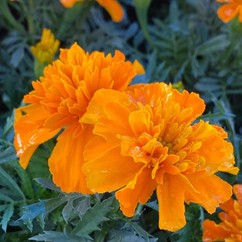 Plant Marigolds