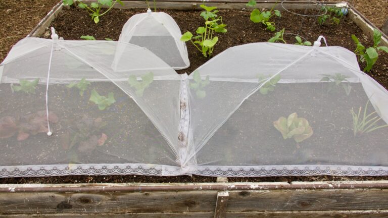 covering plants in the garden